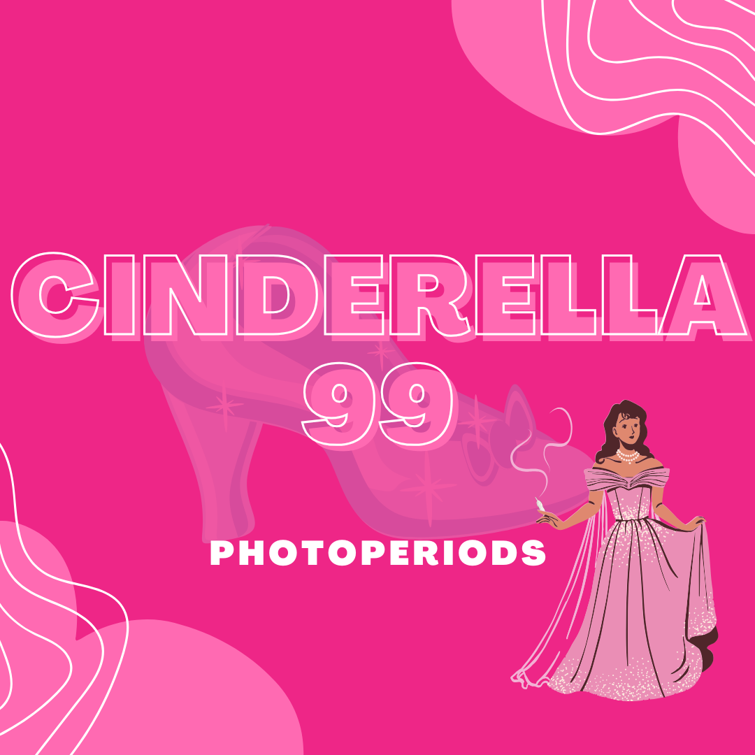 Cinderella 99 Photos 3pk