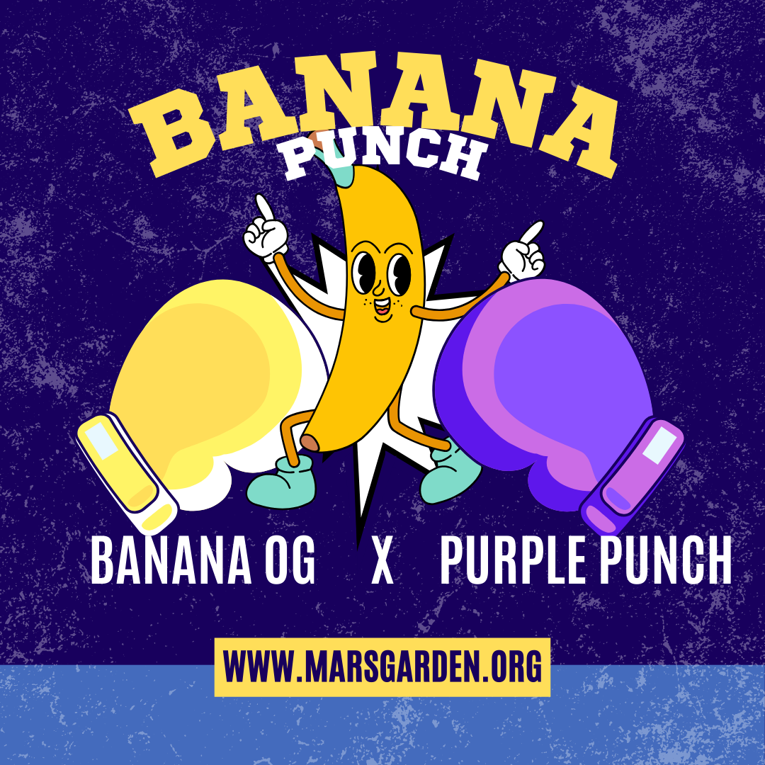 Banana Punch Photos 5pk