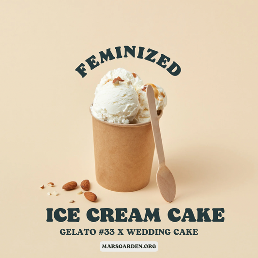 Ice cream cake fem 5 pack